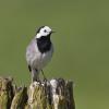 Pied Wagtail